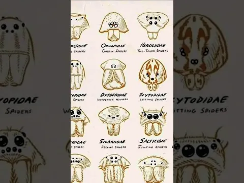 Types Of Spider | Part-6  #scary #spider #shorts