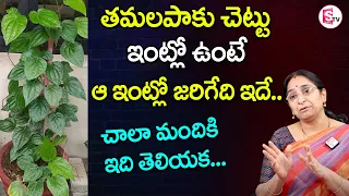 Ramaa Raavi - తమలపాకు చెట్టు ఇంట్లో ఉంటే ఏం జరుగుతుందో తెలిస్తే.. |  Tamalapaku Plant | SumanTV Mom