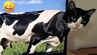 Cats’ Unpredictable Madness & Total Mayhem! 🐱💥🤣