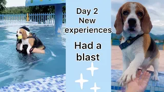 Swimming lessons with my dog (@ruchi_romeo )