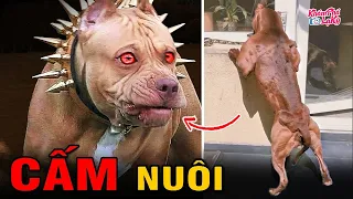 ⚠️10 loài chó hung dữ và nguy hiểm nhất hành tinh bị CẤM NUÔI ở nhiều nơi|Khám Phá Lạ Kỳ