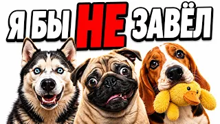 10 популярных пород собак, с которыми вы НАМУЧАЕТЕСЬ