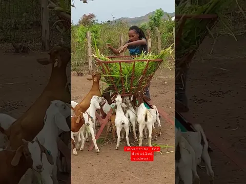 Feeding the goat kids! #uganda #goatfarming #cuteanimals #business