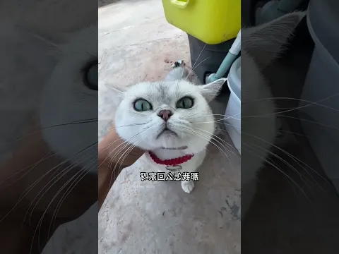 ضاعت المفاتيح والسبب ملاحقة القطط! عقاب بلو المنتظر 😱🔑