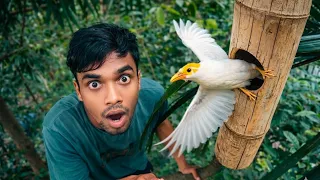  ময়না পাখিটা বাসা করেছে কোথায় দেখো !“Moyna pakhir basay koyta bachcha ache dekho” 🐦👀!