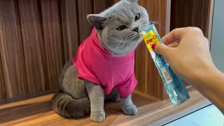 Kucing ini menangis ditinggal kawin lari kekasih nya | Mama lala menangis dd pum jadi penghibur