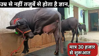 👍यहां से खरीदे, मात्र 30/- हजार में एक कटड़ी और एक दूध वाली शानदार #1st_Timer_Murrah_Jhoti जायज रेट👍
