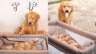 【金大毛】把孩子跟愛人照顧妥帖，大抵就是我們每壹個人心中最平凡的幸福吧❤#金毛路虎  #金毛路虎當爸爸#dog #dogshorts #love #狗狗 #goldenretriever