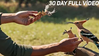 I tamed wild birds in 30 days - Now we live together