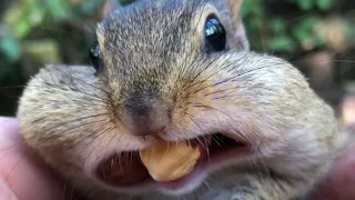 Happy Fathers Day from my chipmunks family