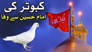 Imam Hussain as Se Kabutar Kiyo Pyar Karte Hn Mojiza معجزہ चमत्कार Waqiya Miracle Pigeon Mehrban Ali