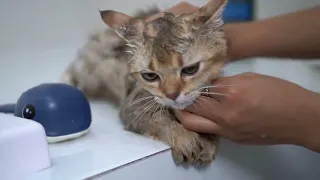 From Fluffy to Clean: Bathing My Cat | On Top