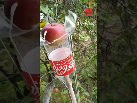 Uradi sam - berač za jabuke #apple