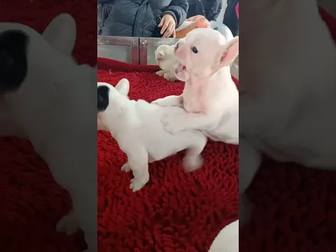 Lovely Puppies 🐶🥰|Angry Videos #fyp #viral #shorts #short #shortsfeed #puppylover #bulking #trending