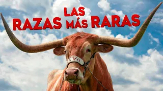 Top 10 RAZAS de Toros ÚNICOS en el MUNDO
