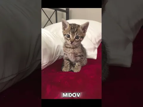 Cats Version 💀