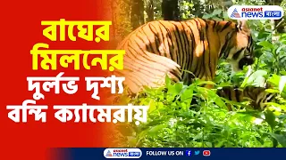 Viral Video | Tiger | মহারাজের মিলন! কর্নাটকের ভদ্রা অভয়ারণ্যে দেখা মিলল বাঘের দুর্লভ দৃশ্য