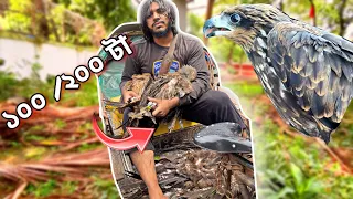 চিল পাখি উদ্ধার , ঝড়ে পরে গিয়েছে সব ।Animal Rescue
