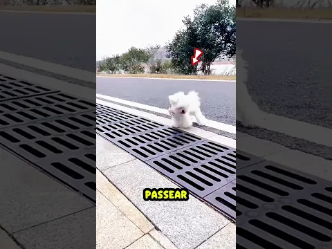 Esse cachorrinho superou seus medos! Mas... 🐶😱  (part 02)