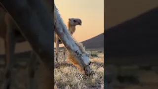 هجيني || يابكرتي لا تحنيني فطنتي القلب ياشينه