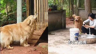 路虎：平凡中的快樂難得可貴，家人間的吵吵鬧鬧，沁人心脾的四季三餐，這就是人生中最平和的幸福