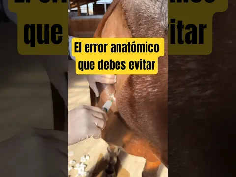 El secreto detrás de esta inyección profunda en equinos 🤔🐴 #medicinaveterinaria #saludanimal #shorts