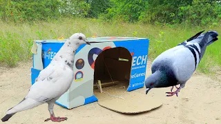 Best & Unique Creative Pigeon Trap By Cardboard Box | How to Catch Pigeon Easy With Paper Box
