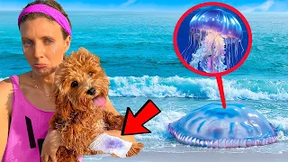 Jellyfish ATTACKED my DOG!!! will he be OKAY…