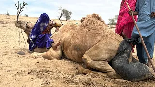 Hard Life in Desert 🐪💧 Tired Camel Sits Down While Carrying Water | Real Village Struggle