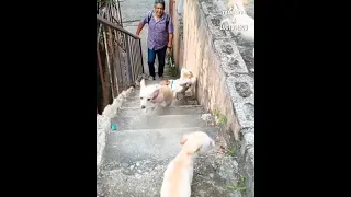 Nada como el recibimiento de tu manada 😍 | Tu Amigo Fiel