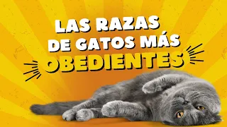 Descubre las Razas de Gatos Más Obedientes para Tener en Casa