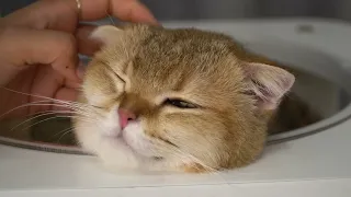 Cat Bathing 101: Keep Your Feline Clean and Happy