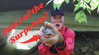 3 SURPRISE Species CAUGHT Under the BRIDGE!!- Stream Fishing FUN!!