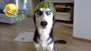 Funniest Cats & Dogs of 2025 🐾😂 | Try Not To Laugh Challenge! 