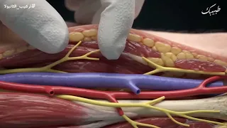 شاهد طريقة الصحيحه لتعلم ضرب الابر والكنيولا 
