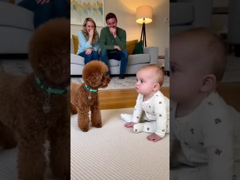 初めて犬に文句を言われた赤ちゃん、どうしていいか分からず固まってしまう。。。#dog #baby #cute #funny #shorts #shortvideo #赤ちゃん #トイプードル