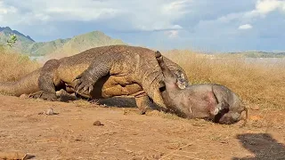 OMG 😱 Giant Komodo catch Wild Boar ‼️