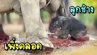 Elephant have babyช้างคลอดลูก❗️