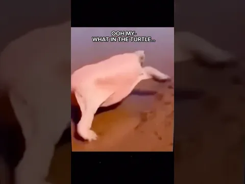 Computer Turtle created in Adobe🐊