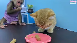 Obi vlogs