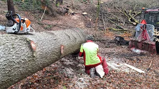 Ťažba obrovských smrekov z hlbokých jám na urbari, Stihl ms 500i, Zetor Proxima, Amles, Forestwork