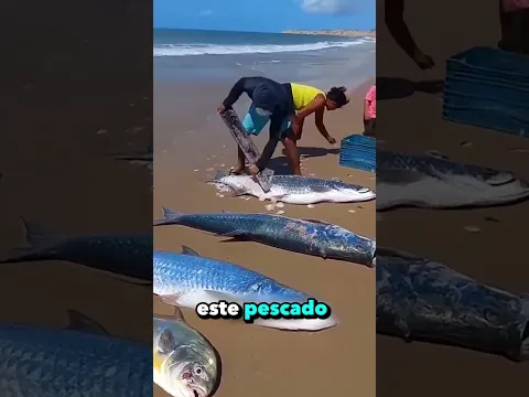 Las escamas de este salmón valen mucho dinero🤑