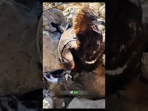 कज़ाख शिकारी की चालाकी देखो। | Golden Eagle Vs Wild Wolf | #animals #goldeneagle #wildwolf | #shorts
