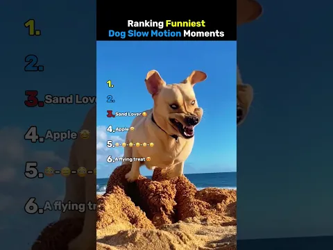 Ranking Funniest Slow Motion Dogs Moments PT. 2