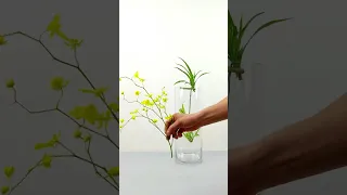绿叶垂丝挂，清香扑鼻来。