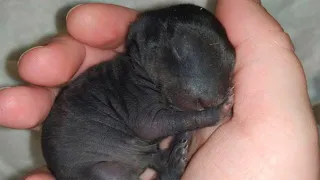 The man thought he found a puppy dog in the forest, a year later he was shocked to see who it was