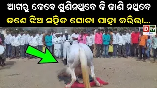 ଆଗରୁ କେବେ ଜାଣିନଥିବେ ଜଣେ ଝିଅ ସହିତ ଘୋଡା ଯାହା କରିଲା |Amazing Facts: Friendship Between Animal and Human