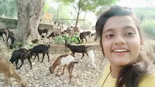 Rinshu yadav gyi Bakri charane 😂😂