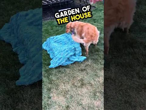 This dog received a surprise after she lost all of her puppies🥺❤️#shorts