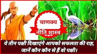 ये 3 पक्षी दिखाएंगे आपको सफलता की राह, जानें कौन कौन से हैं वो पक्षी 🐔|| Chanakya niti || Facts 100M